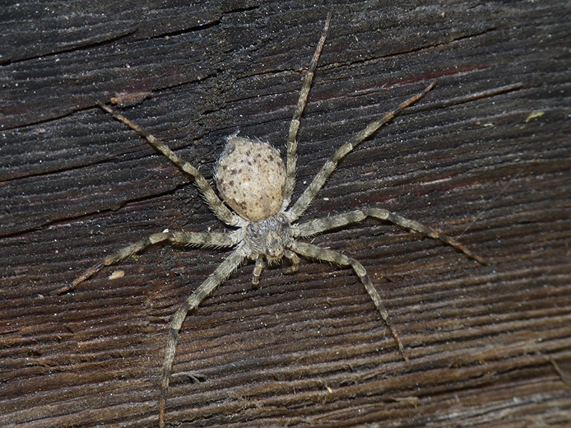 Philodromus sp. - Alpe Salecchio superiore (VCO)